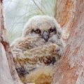 Baby Great Horned Owl (matted print 8x12) JAH-13-610